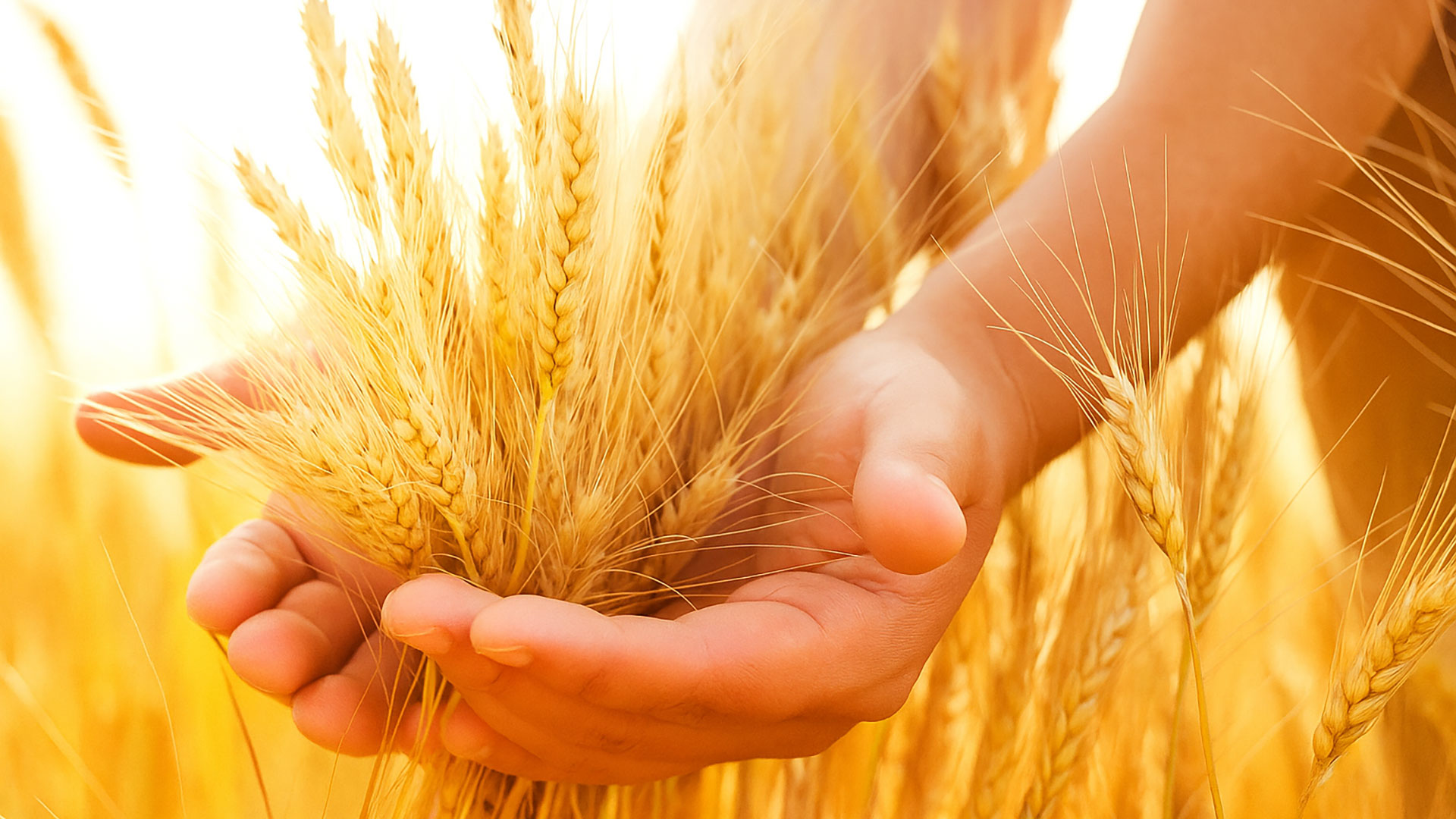 Feeding Markets, Connecting Continents